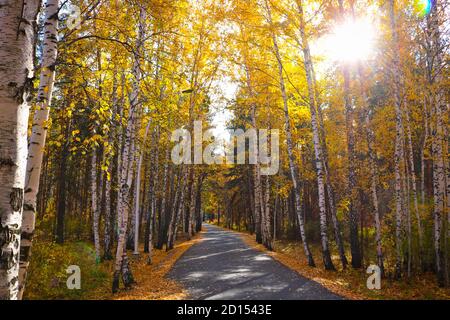 Estate indiana - un percorso asfaltato in un parco cittadino tra uccelli con fogliame giallo. Sfondo autunno. Foto Stock