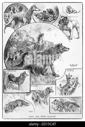 Una selezione di cani e la loro gentilezza. Il cane (Canis familiaris, considerato una specie distinta o Canis lupus familiaris, considerato una sottospecie del lupo, è un carnivoro addomesticato della famiglia Canidae. I cani variano ampiamente in forma, dimensioni e colori ed eseguono molti ruoli per gli esseri umani, come la caccia, l'allevamento, il traino di carichi, la protezione, l'assistenza di polizia e militari, la compagnia e, più recentemente, l'assistenza alle persone disabili, e ruoli terapeutici. Questa influenza sulla società umana ha dato loro il sobriquet di 'migliore amico di Man'. Foto Stock