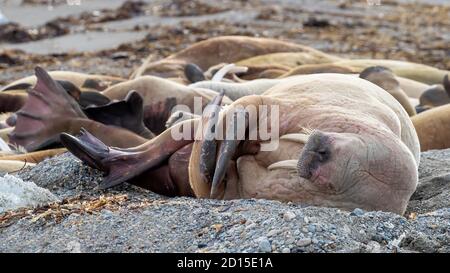 Un brutto di valghe, odobeno rosmarino, che riposa su una spiaggia di ciottoli a Svalbard, Circolo polare Artico. Foto Stock