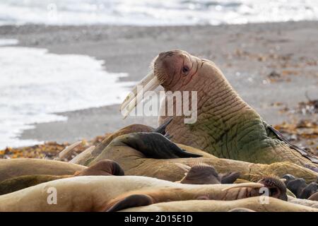 Un brutto di valghe, odobeno rosmarino, che riposa su una spiaggia di ciottoli a Svalbard, Circolo polare Artico. Foto Stock