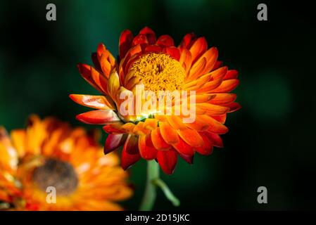 Everduring flower 'Swiss Giant Mix' (Xerochrysum bracteatum 'Swiss Giant Mix') Foto Stock