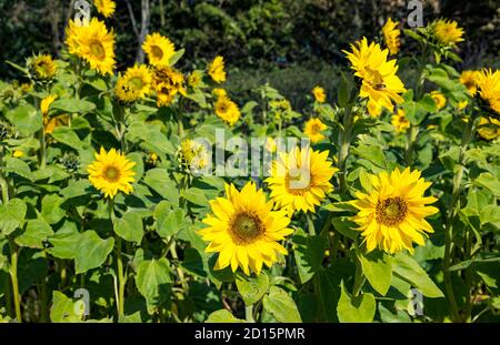 I girasoli luminosi che crescono in campo il giorno di sole, Luffness Mains Farm, East Lothian, Scozia, Regno Unito Foto Stock