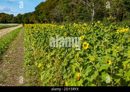 I girasoli luminosi che crescono in bordo di campo il giorno soleggiato, Luffness Mains Farm, East Lothian, Scozia, Regno Unito Foto Stock