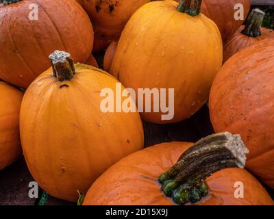 zucche raccolte pronte per essere scolpite ad halloween Foto Stock
