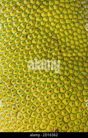 Madagascar, Nord, provincia di Diego-Suarez (Antsiranana), regione di Diana, jackfruit (Artocarpus eterophyllus), Jacque o il frutto del povero Foto Stock