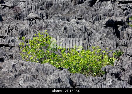 Madagascar, Nord, Provincia di Diego-Suarez (Antsiranana), regione di Diana, Parco Nazionale di Ankarana, Tsingys, formazioni carsiche Foto Stock