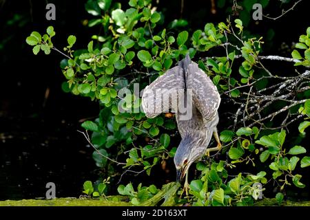 Francia, Doubs, Brognard, espace naturel de l'Allan, Bihoreau gris (Nycticorax nycticorax), immature en chasse Foto Stock