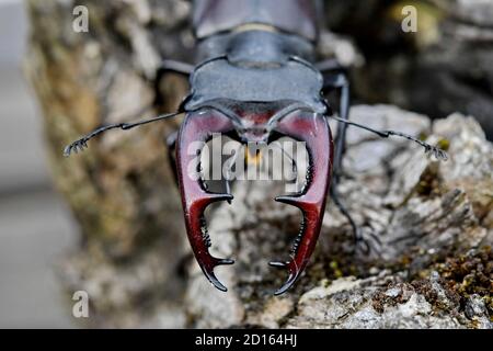 Francia, Doubs, animale selvatico, insetto, scarabeo (Lucanus cervus) su una vecchia radice Foto Stock