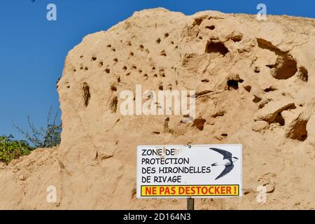 Francia, Doubs, Osselle, scorta di sabbia in una fattoria colonizzata da Bank Swallows (Riparia riparia), protezione Foto Stock