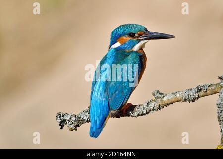 Francia, Doubs, Brognard, Espace naturel de l'Allan, European Kingfisher (Alcedo atthis), adulto sul punto di osservazione su un ramo Foto Stock