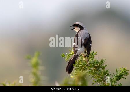 Uganda, Ishasha nel settore sud-ovest del Parco Nazionale della Regina Elisabetta, Shrike (Lanius excubitoroides), arroccato su un arbusto Foto Stock