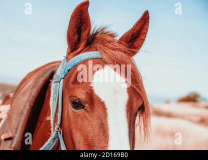 Testa di un cavallo rosso, primo piano Foto Stock
