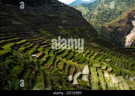 Immagini di terrazze di riso Batad e Banaue nelle Filippine Foto Stock