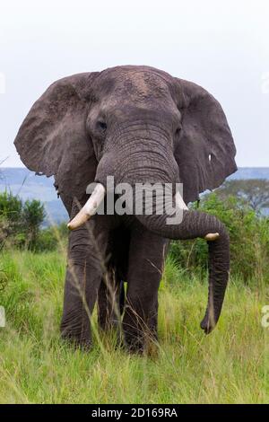 Uganda, Ishasha nel settore sud-ovest del Parco Nazionale della Regina Elisabetta, l'elefante africano (Loxodonta africana), arriva durante la stagione delle piogge a graz Foto Stock