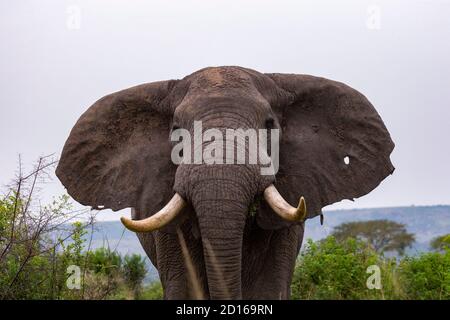 Uganda, Ishasha nel settore sud-ovest del Parco Nazionale della Regina Elisabetta, l'elefante africano (Loxodonta africana), arriva durante la stagione delle piogge a graz Foto Stock