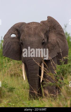 Uganda, Ishasha nel settore sud-ovest del Parco Nazionale della Regina Elisabetta, l'elefante africano (Loxodonta africana), arriva durante la stagione delle piogge a graz Foto Stock
