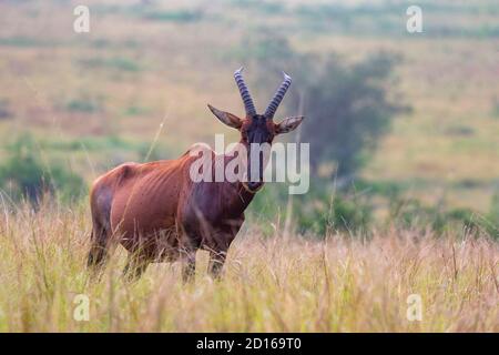 Uganda, Ishasha nel settore sud-ovest del Parco Nazionale della Regina Elisabetta, Tobi (Damaliscus korrigum), pascolo nell'erba Foto Stock