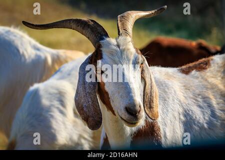 Capre anglo-nubiane (Capra aegagrus hircus) utilizzate per il controllo dell'erba in una zona ripida. Foto Stock