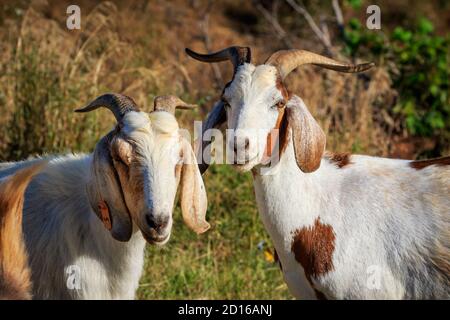 Capre anglo-nubiane (Capra aegagrus hircus) utilizzate per il controllo dell'erba in una zona ripida. Foto Stock