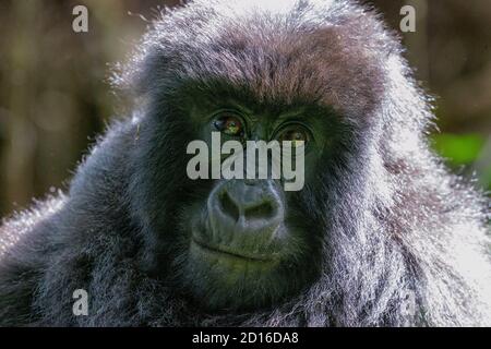Uganda, Mgahinga, il Parco Nazionale Mgahinga Gorilla in Uganda è contiguo al Parco Nazionale Virunga nella Repubblica Democratica del Congo e al Foto Stock