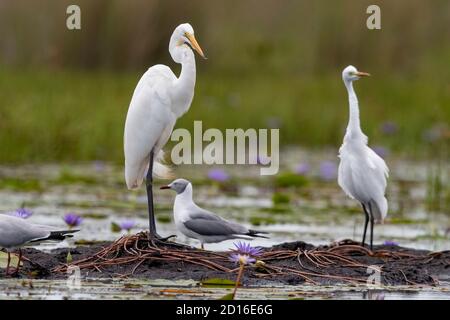 Uganda, palude di Mabamba, Grande Egret (Ardea alba), con gabbiano a testa grigia (Chromicocephalus cirrocephalus) Foto Stock