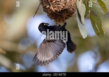 Uganda, la palude di Mabamba, il Black Weaver di Vieillot (Ploceus nigerrimus), costruiscono un nido, cantano per attrarre una femmina Foto Stock