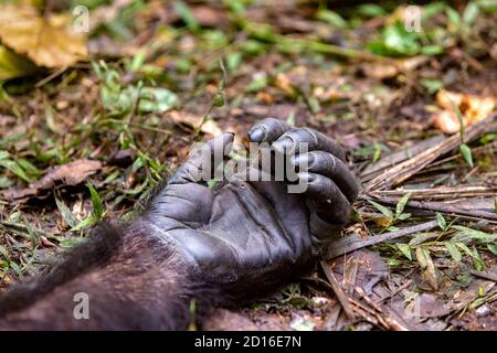 Scimpanzé (Pan troglodytes) maschio , maschio Alfa, poggiato a terra, dettaglio mano, Uganda, Parco Nazionale di Kibale Foto Stock