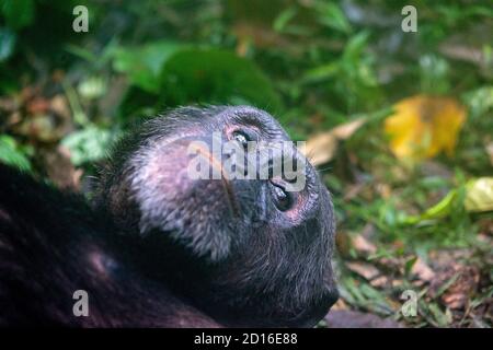 Scimpanzé (Pan troglodytes) maschio, maschio Alfa, che riposa a terra, Uganda, Parco Nazionale di Kibale Foto Stock