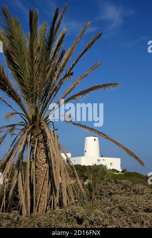 Spagna, Isole Baleari, formentera, es pujols, pal albero di fronte ad un vecchio con mulino Foto Stock