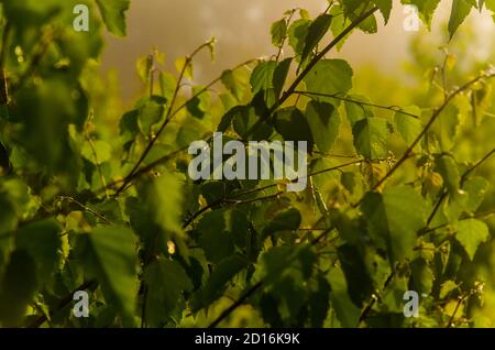 i raggi del sole si rompono attraverso le foglie di betulla. Nebbia mattutina spessa. Foto Stock