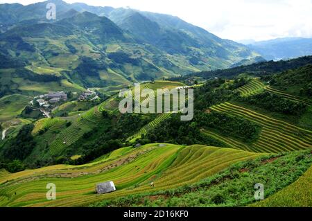 Risaie terrazze MuCangChai, Yen Bai, Vietnam - la stagione del riso maturo - le meraviglie dei contadini Foto Stock