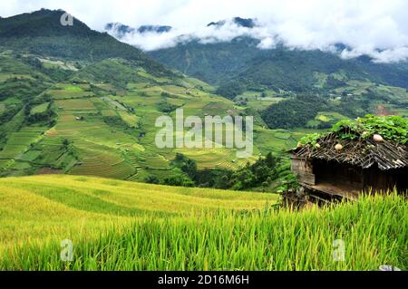 Risaie terrazze MuCangChai, Yen Bai, Vietnam - la stagione del riso maturo - le meraviglie dei contadini Foto Stock