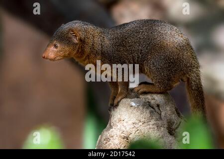 Mongoose nana comune (Helogale parvula) nello zoo, nativo dell'Africa centrale orientale e meridionale Foto Stock