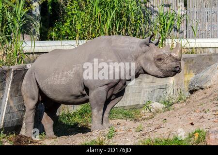 Rinoceronte nero orientale / rinoceronte nero africano orientale / orientale Rhinoceros a gancio (Diceros bicornis michaeli) in zoo Foto Stock