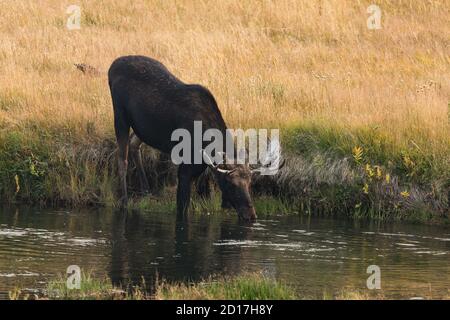 Un alce toro, Alces alces, bevande dal fiume Madison nel Parco Nazionale di Yellowstone nel Wyoming. Foto Stock