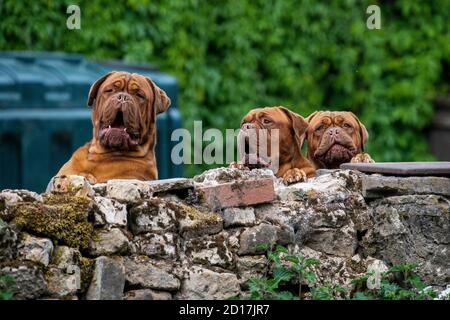 Il Dogue de Bordeaux, Bordeaux Mastiff, French Mastiff o Bordeauxdog è una grande razza di mastiff francese e una delle più antiche razze di cani francesi. Foto Stock