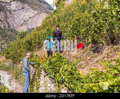Il vigneto più alto del Visperterminen d'Europa Visp, Svizzera Foto Stock