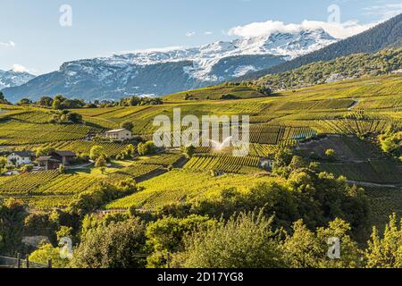 Azienda vinicola Bonvin a Sion, Svizzera. Terrazze artistiche e un'enorme varietà di viti di circa 50 varietà diverse Foto Stock
