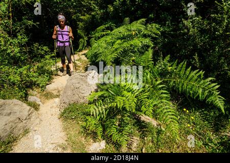 Trekker entre helechos, Camino de los Llanos de la Larri, Pirineo Aragones, Huesca, Spagna. Foto Stock