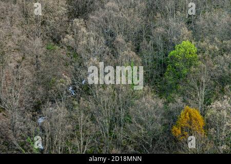 bosque caducifolio, riserva naturale Garganta de los Infiernos, sierra de Tormantos, valle del Jerte, Cáceres, Extremadura, Spagna, europa Foto Stock