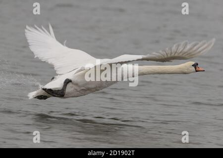 mute il cigno che si decolla dall'acqua Foto Stock