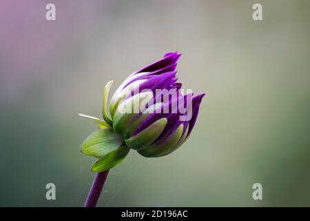 Chrysanthemum Bud Foto Stock
