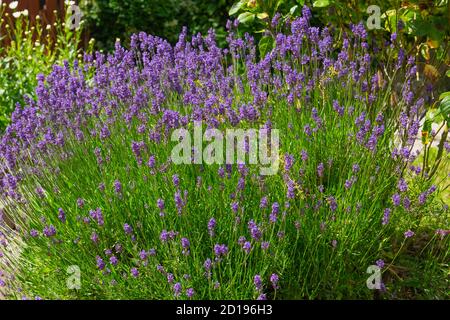 Fiori viola fragranti della lavanda inglese che fiorisce nel giardino Foto Stock