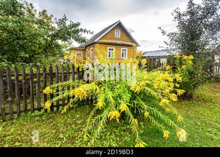 Tradizionale casa rurale in legno nel villaggio russo con fiori gialli e recinzione in legno. Regione di Novgorod, Russia Foto Stock