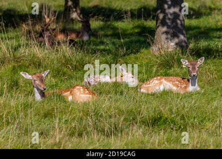 Capriolo femmina fa i hinds, tre riposano sull'erba sotto il sole, con gli stracci maschili oltre. Phoenix Park, Dublino, Irlanda. Fauna selvatica "Dama Dama" Foto Stock