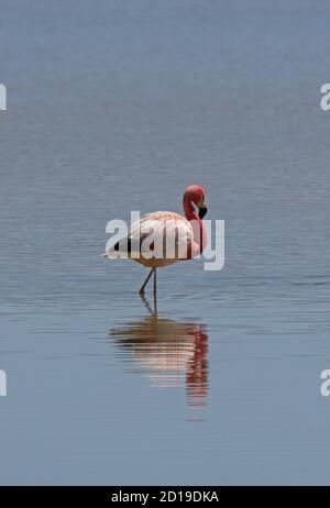 Andean Flamingo (Fenicoparrus andinus) Adulti camminando nel lago salato Salta, Argentina Gennaio Foto Stock