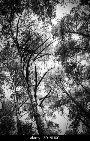 Una sobra immagine in bianco e nero di pini in giovane età forrest Foto Stock