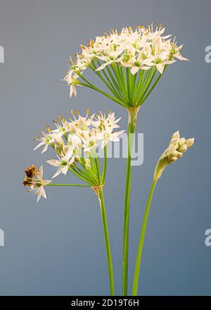 Assassin bug (famiglia Reduviidae) poggiato su fiore di aglio selvatico (Allium tuberosum), in attesa di catturare l'ape in visita o altro pollinatore. Foto Stock