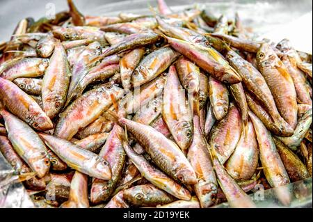 Surgullet Mullet Rosso su ghiaccio al mercato del pesce e frutti di mare. Pesce mediterraneo ed è anche il miglior ingrediente della dieta. Piccolo mare delizioso Foto Stock