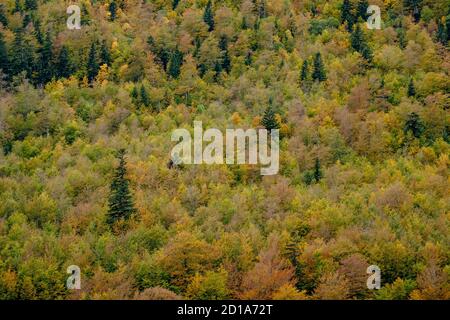 Misto bosco di latifoglie, Molières valley, Aran , Lleida, catena pirenaica, Catalogna , Spagna, Europa Foto Stock